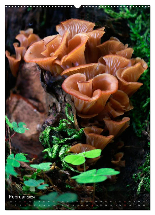 Curiosités du monde des champignons (Calendrier mural CALVENDO 2024) 