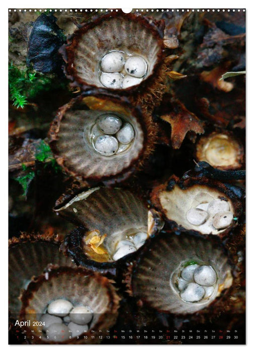 Kuriositäten aus der Welt der Pilze (CALVENDO Wandkalender 2024)