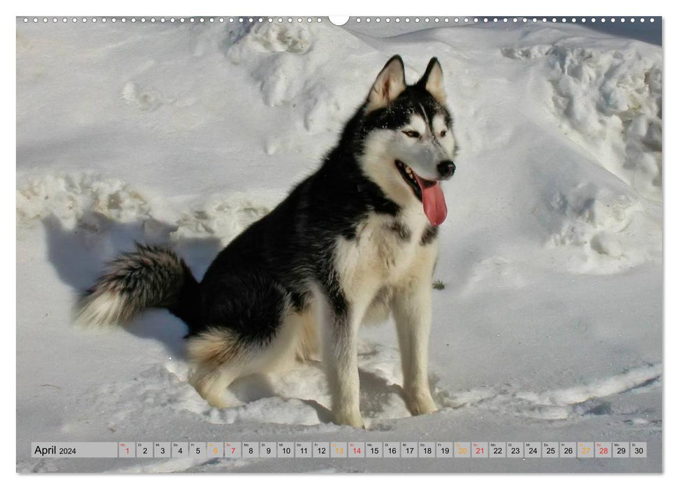 Huskies – Chiens de traîneau (Calvendo Premium Calendrier mural 2024) 