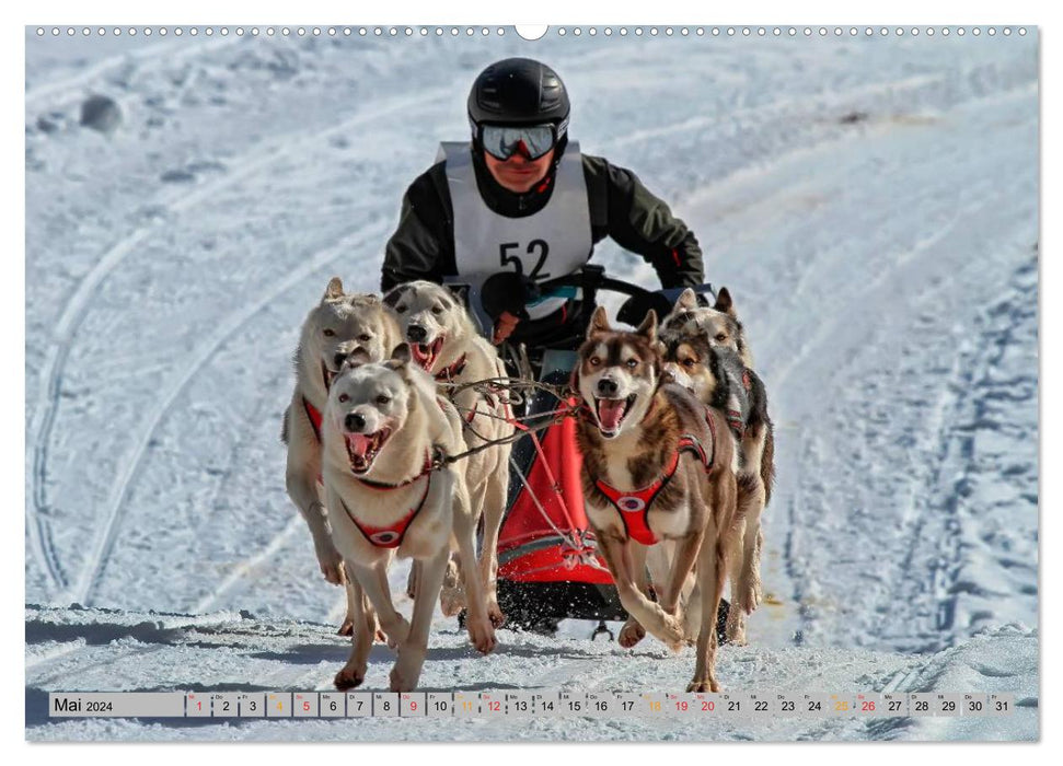 Huskies - Schlittenhunde (CALVENDO Premium Wandkalender 2024)