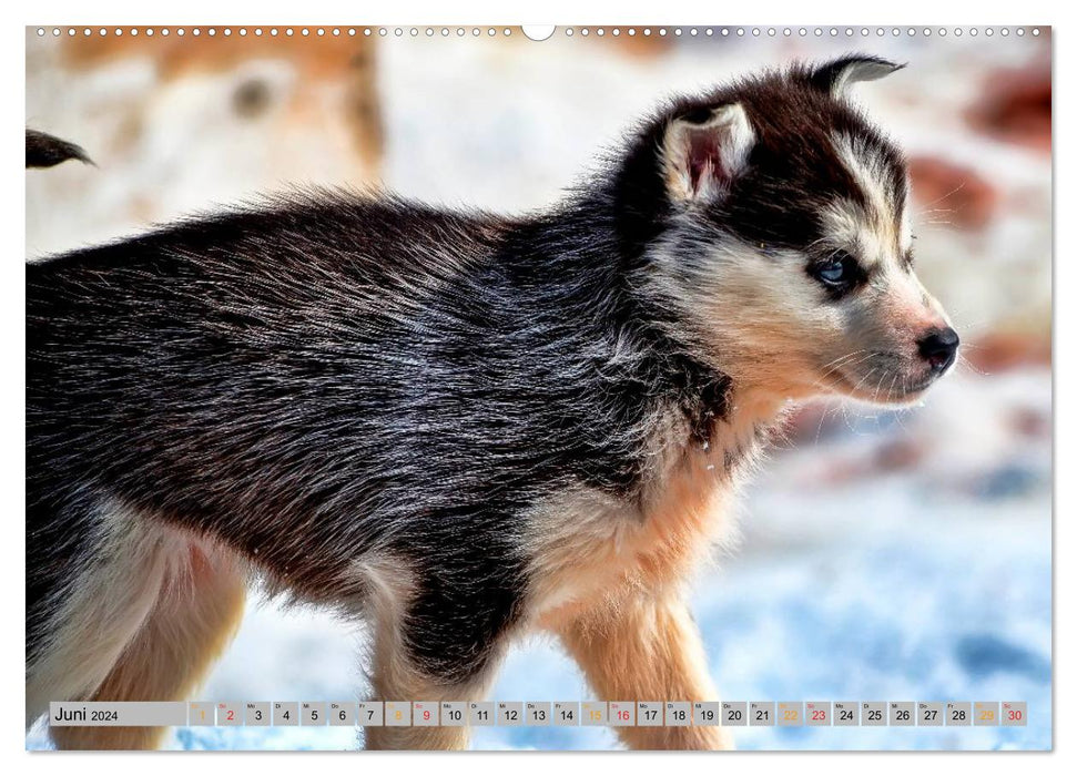 Huskies – Chiens de traîneau (Calvendo Premium Calendrier mural 2024) 