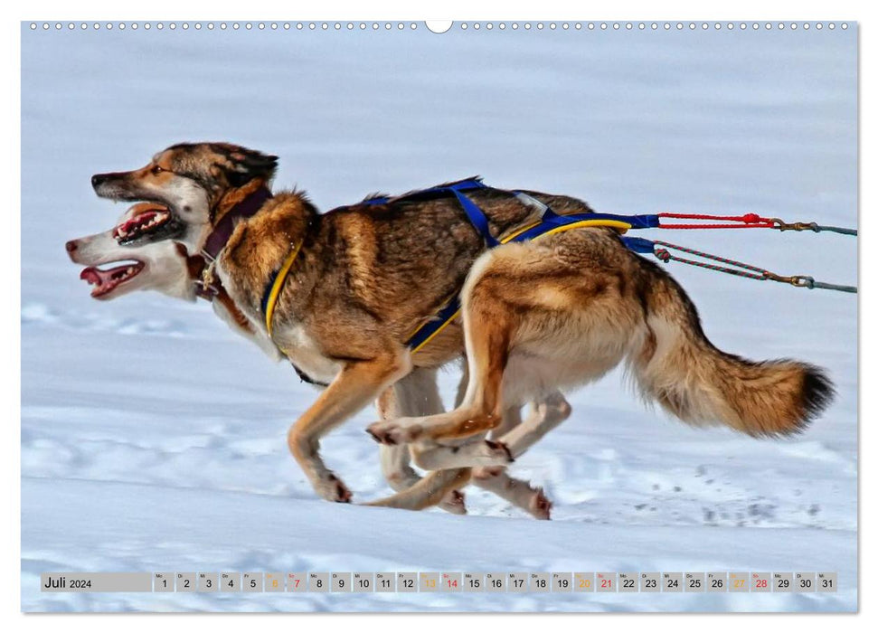 Huskies - Schlittenhunde (CALVENDO Premium Wandkalender 2024)