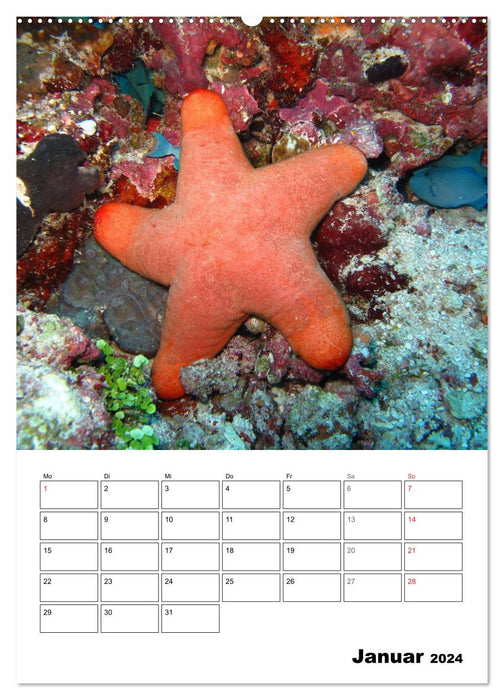 Zauberwelt. Fische, Korallen und Co. (CALVENDO Wandkalender 2024)