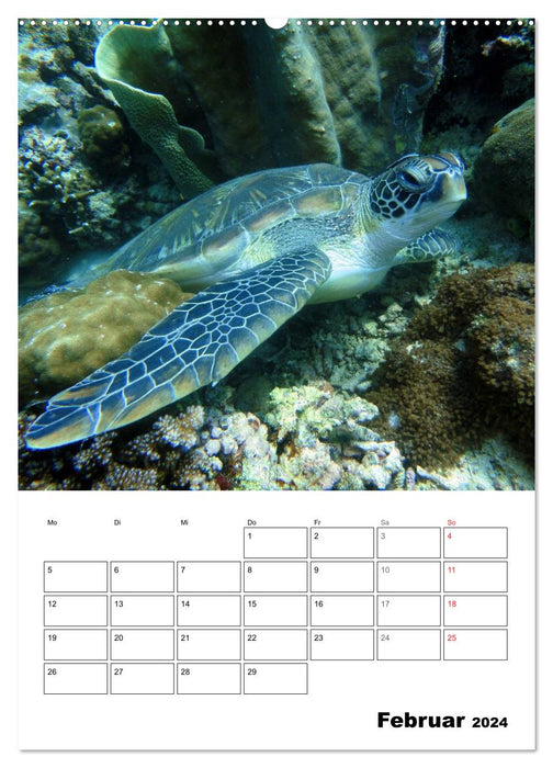 Zauberwelt. Fische, Korallen und Co. (CALVENDO Wandkalender 2024)