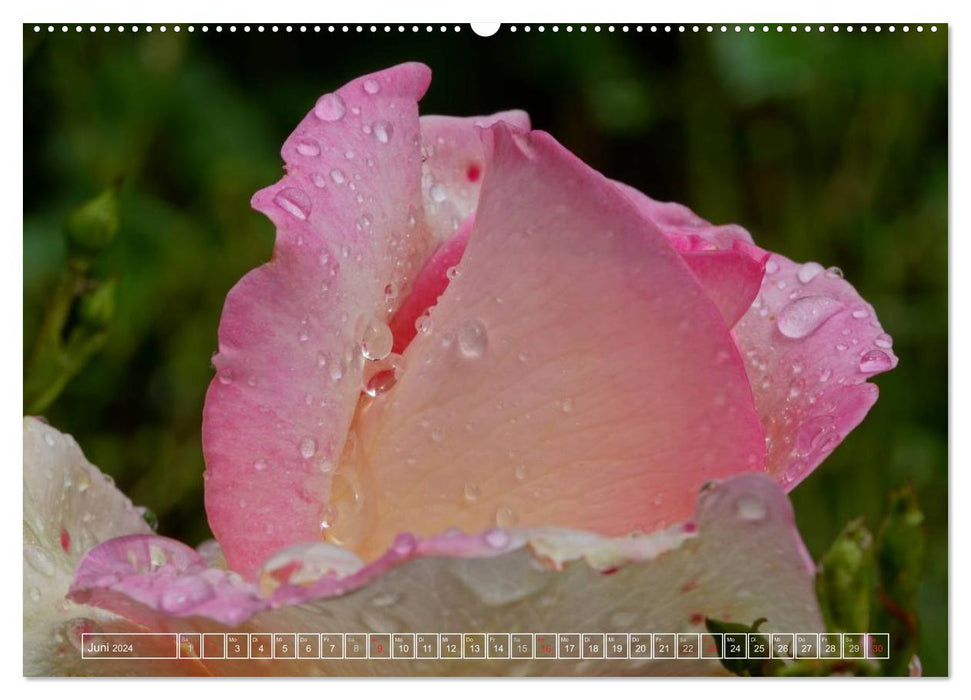 Die Schönheit von Regentropfen (CALVENDO Premium Wandkalender 2024)