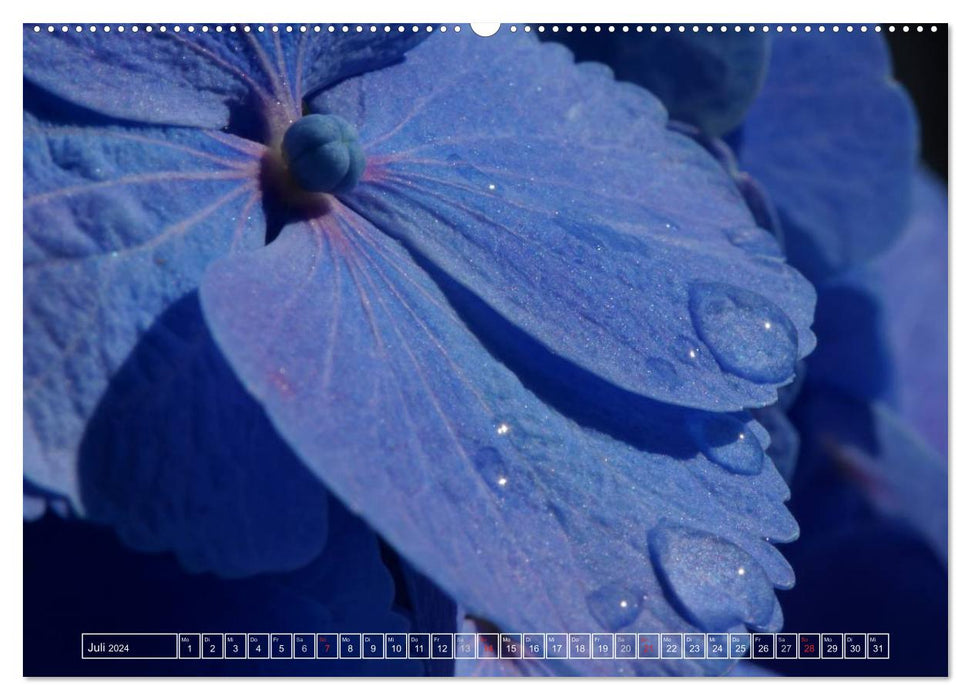 Die Schönheit von Regentropfen (CALVENDO Premium Wandkalender 2024)