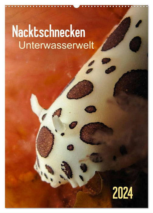 Nacktschnecken - Unterwasserwelt 2024 (CALVENDO Wandkalender 2024)