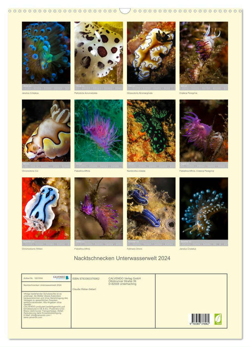 Nacktschnecken - Unterwasserwelt 2024 (CALVENDO Wandkalender 2024)