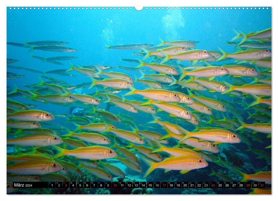 Paradise in eternal blue. The colorful underwater world (CALVENDO wall calendar 2024) 