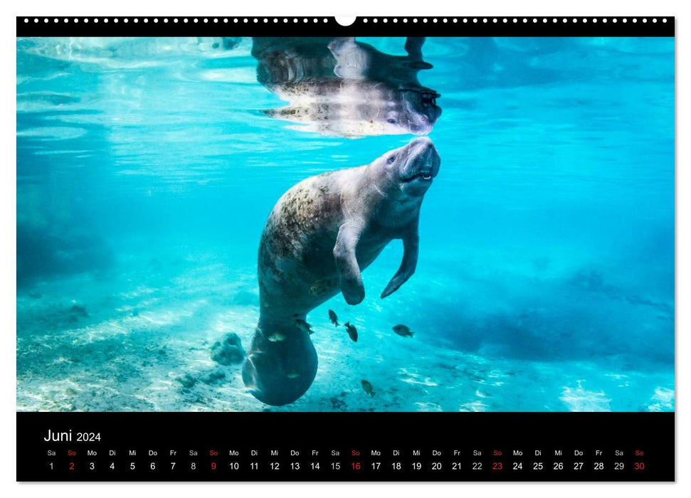 Mers bleues, lacs verts - images sous-marines (calendrier mural CALVENDO 2024) 