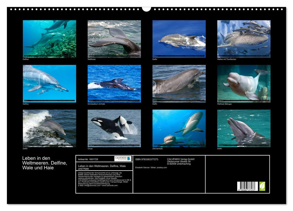 La vie dans les océans du monde. Dauphins, baleines et requins (Calendrier mural CALVENDO 2024) 