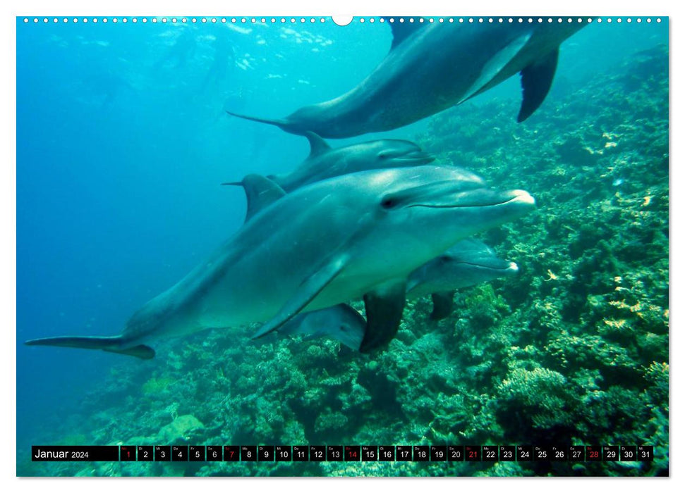 Leben in den Weltmeeren. Delfine, Wale und Haie (CALVENDO Wandkalender 2024)