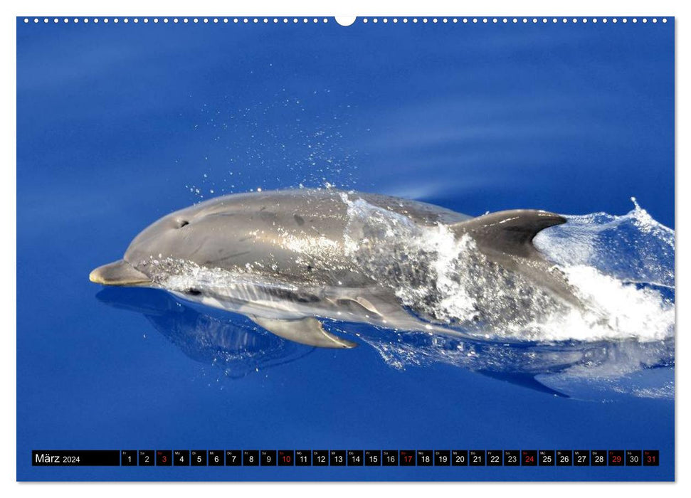 La vie dans les océans du monde. Dauphins, baleines et requins (Calendrier mural CALVENDO 2024) 