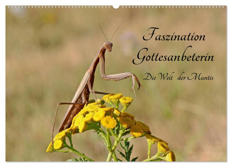 Faszination Gottesanbeterin - Die Welt der Mantis (CALVENDO Wandkalender 2024)