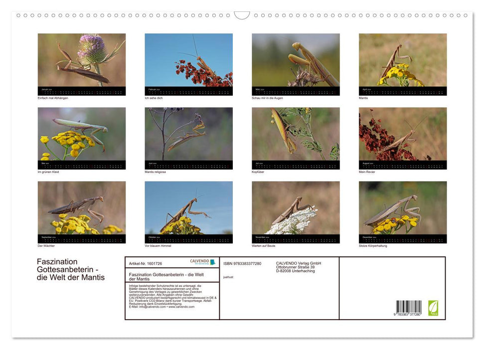 Faszination Gottesanbeterin - Die Welt der Mantis (CALVENDO Wandkalender 2024)