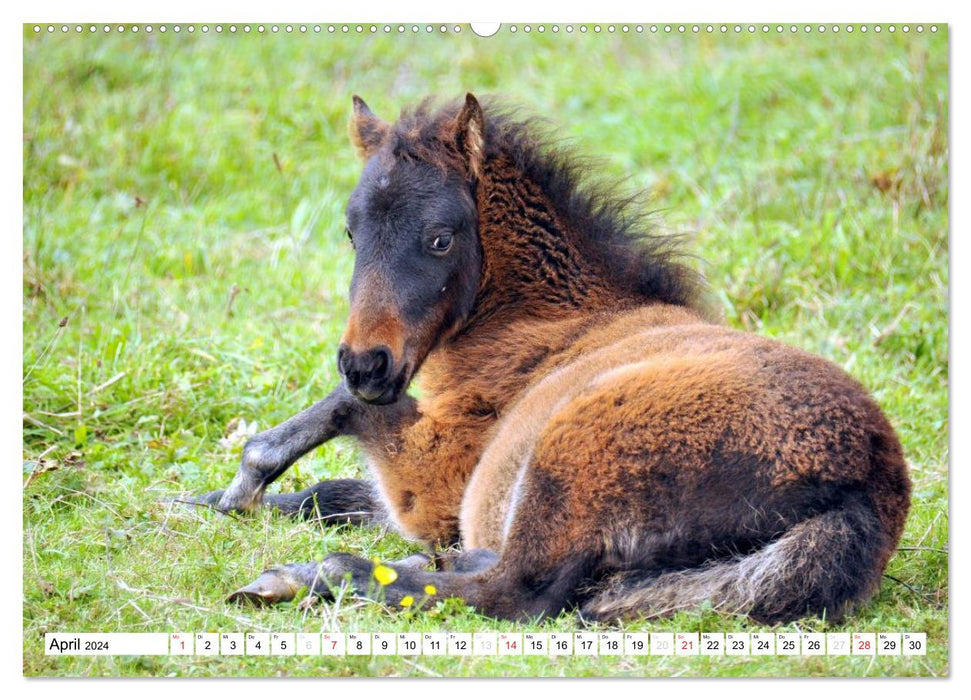 Nachwuchs in der Tierwelt (CALVENDO Premium Wandkalender 2024)