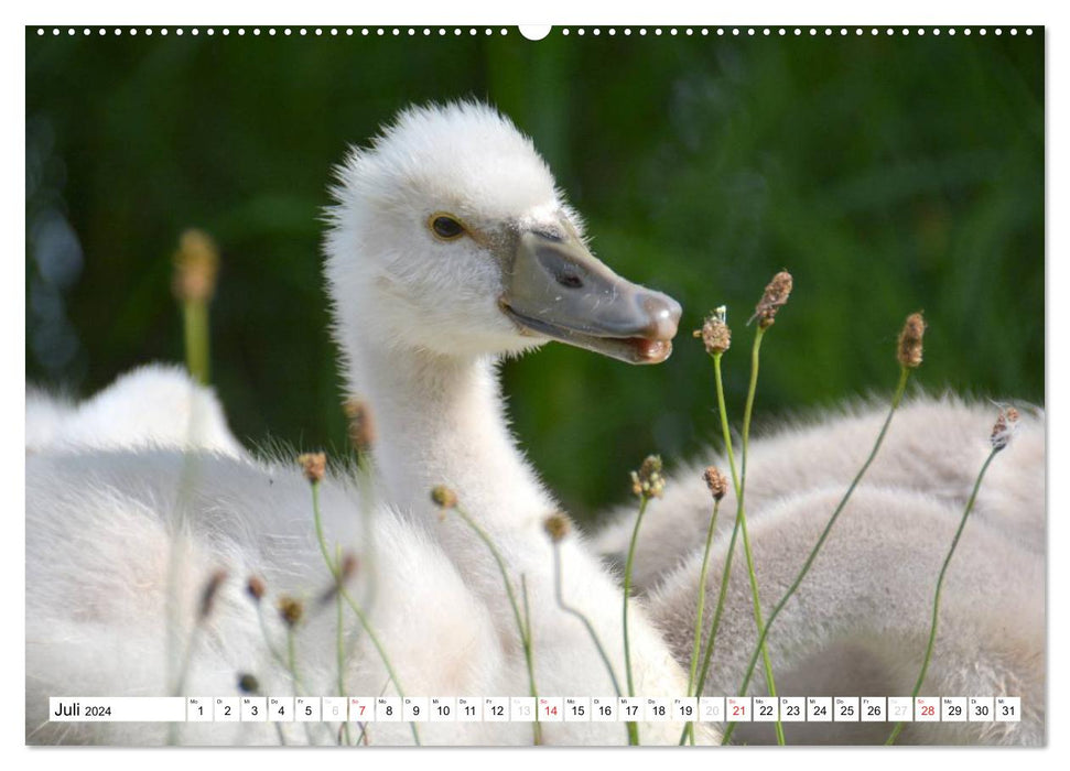 La progéniture dans le monde animal (Calendrier mural CALVENDO Premium 2024) 