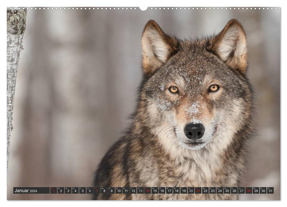 Loups. Eminences Grises (Calendrier Mural CALVENDO Premium 2024) 