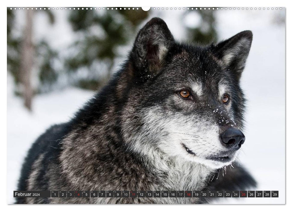 Loups. Eminences Grises (Calendrier Mural CALVENDO Premium 2024) 