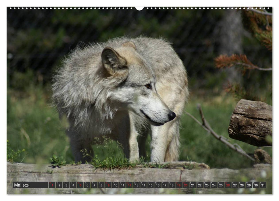 Loups. Eminences Grises (Calendrier Mural CALVENDO Premium 2024) 