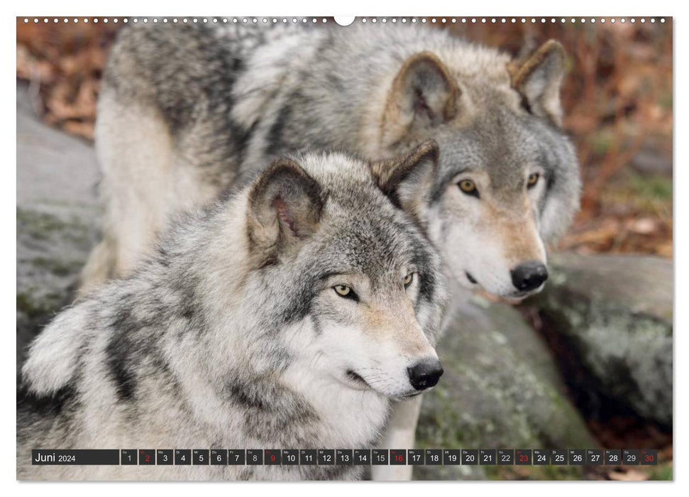 Loups. Eminences Grises (Calendrier Mural CALVENDO Premium 2024) 