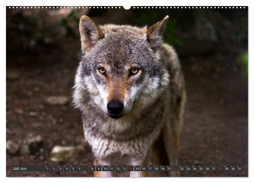 Loups. Eminences Grises (Calendrier Mural CALVENDO Premium 2024) 