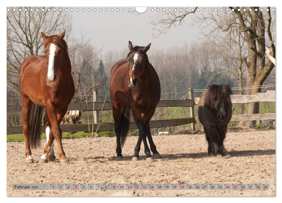 Natural Horsemanship - Partnerschaft mit Pferden (CALVENDO Wandkalender 2024)