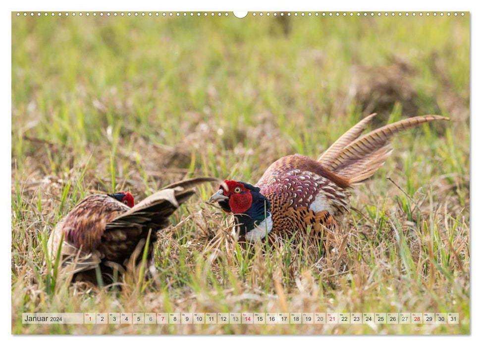 Emotionale Momente: Der Jagdfasan. (CALVENDO Premium Wandkalender 2024)