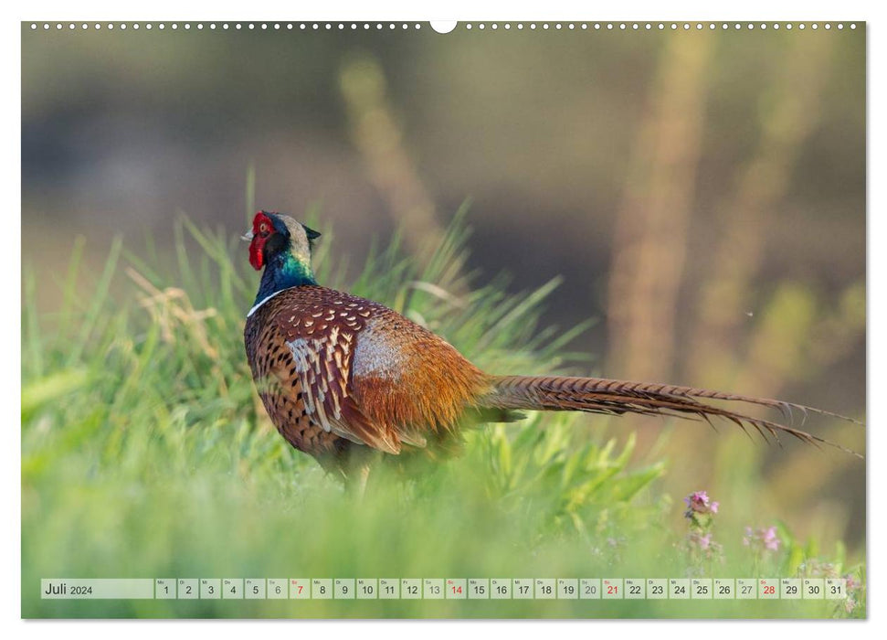 Moments d'émotion : Le faisan en chasse. (Calendrier mural CALVENDO Premium 2024) 