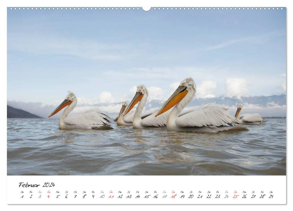 Vögel Europas 2024 (CALVENDO Premium Wandkalender 2024)