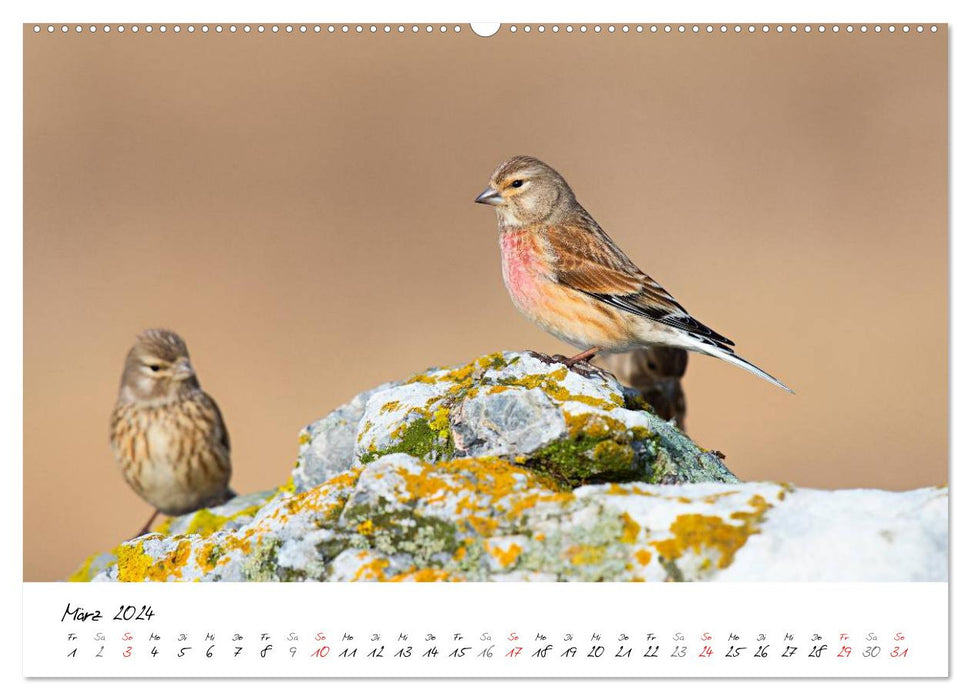 Vögel Europas 2024 (CALVENDO Premium Wandkalender 2024)