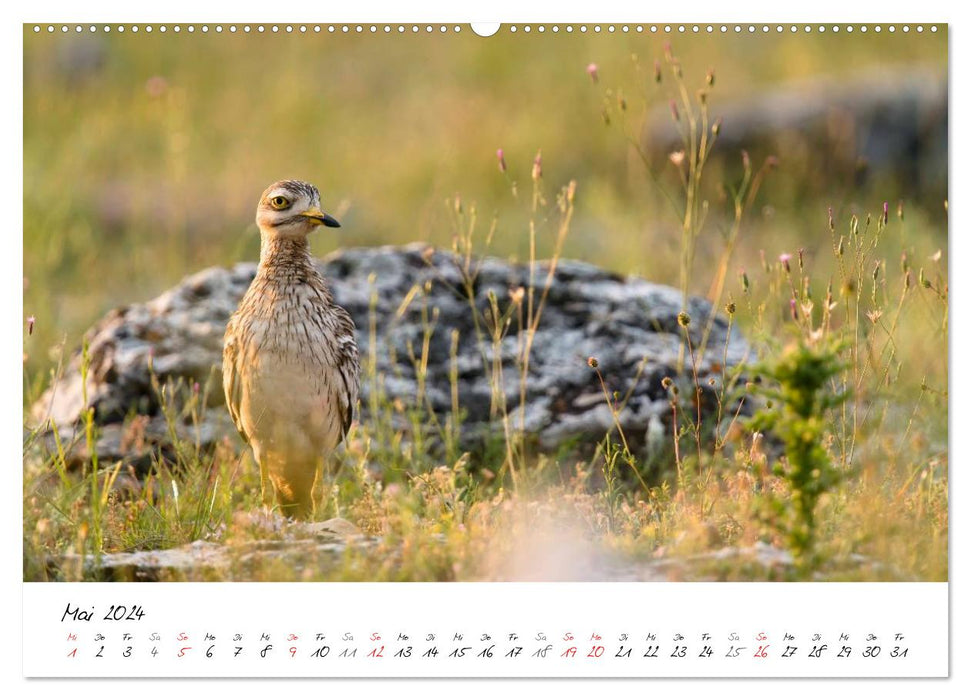 Oiseaux d'Europe 2024 (Calvendo Premium Calendrier mural 2024) 