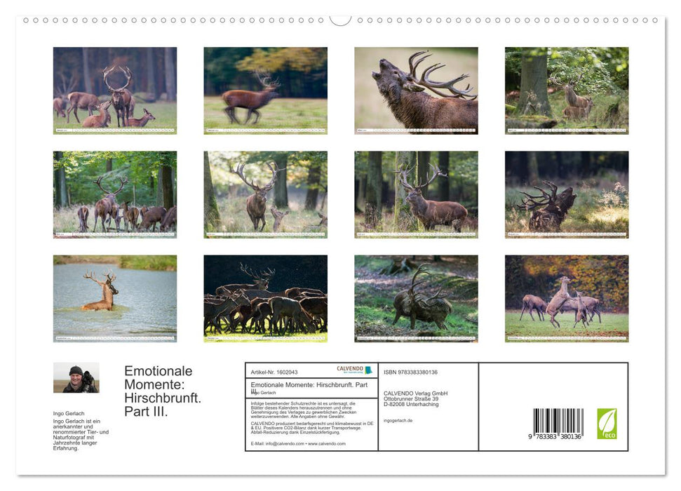 Moments d'émotion : cerf en rut. Partie III. (Calendrier mural CALVENDO Premium 2024) 