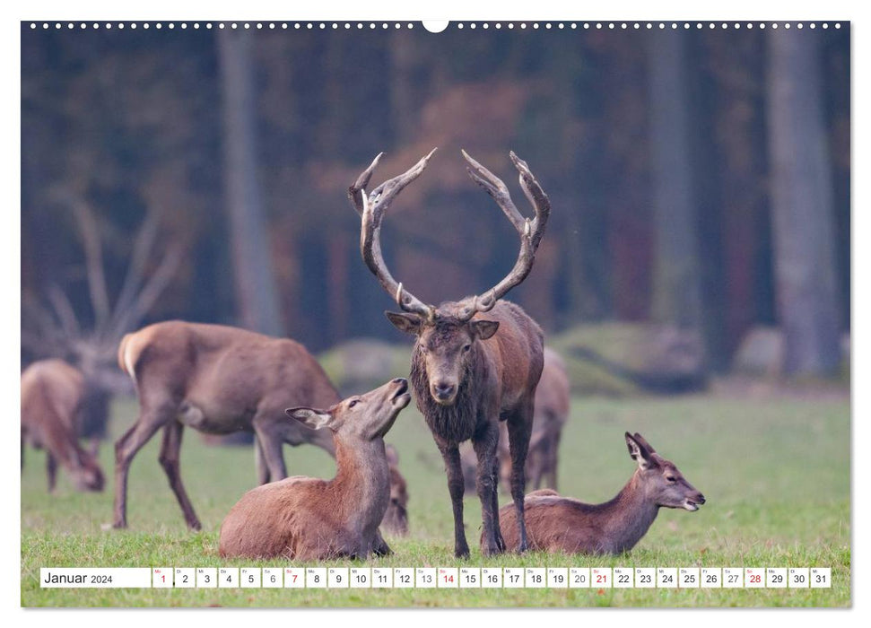 Moments d'émotion : cerf en rut. Partie III. (Calendrier mural CALVENDO Premium 2024) 