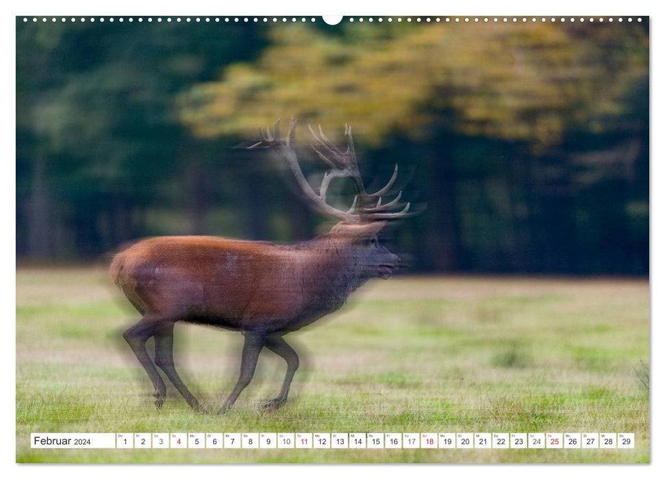 Moments d'émotion : cerf en rut. Partie III. (Calendrier mural CALVENDO Premium 2024) 