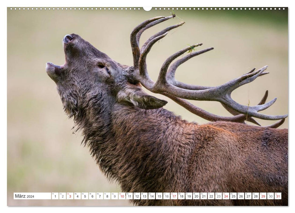 Moments d'émotion : cerf en rut. Partie III. (Calendrier mural CALVENDO Premium 2024) 