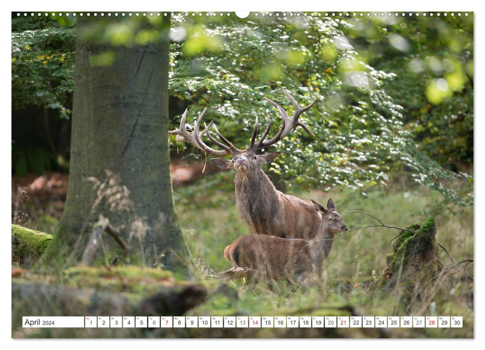 Moments d'émotion : cerf en rut. Partie III. (Calendrier mural CALVENDO Premium 2024) 