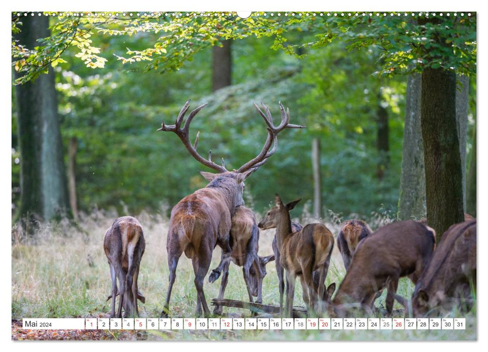 Moments d'émotion : cerf en rut. Partie III. (Calendrier mural CALVENDO Premium 2024) 