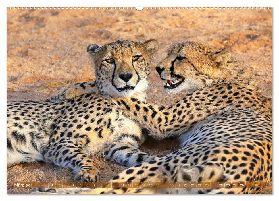 Geparden - Begegnungen in Afrika (CALVENDO Premium Wandkalender 2024)