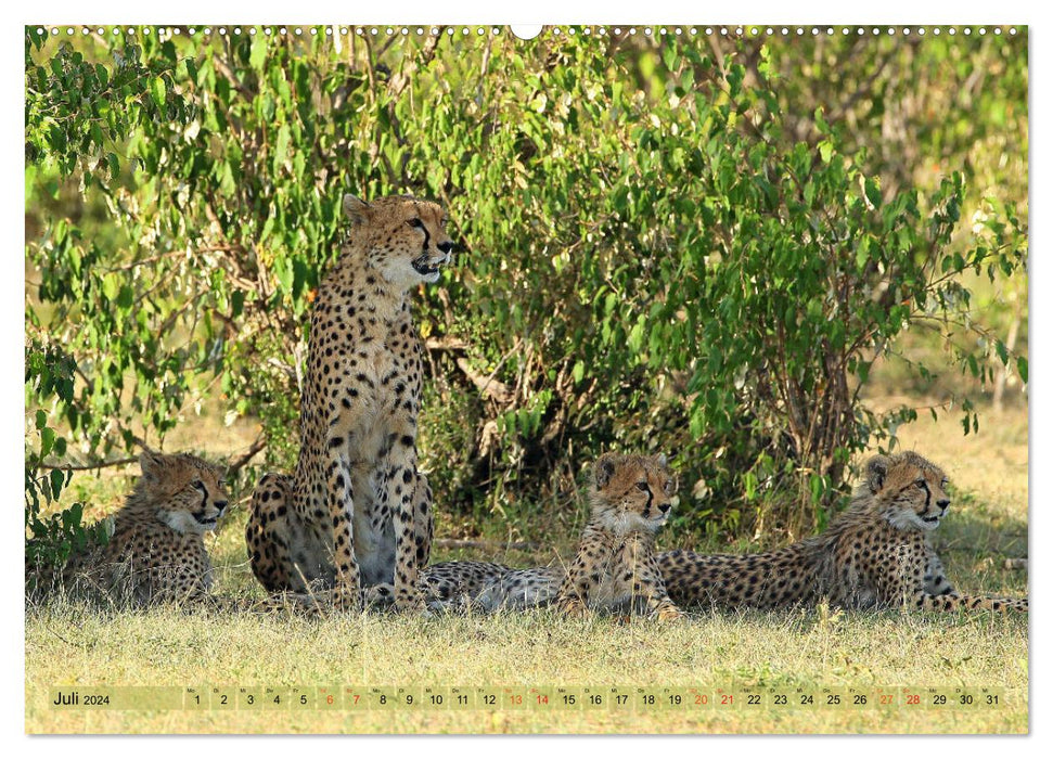 Geparden - Begegnungen in Afrika (CALVENDO Premium Wandkalender 2024)