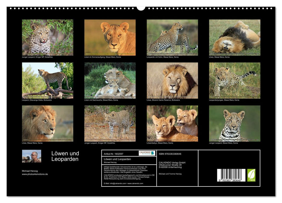 Lions et Léopards - Rencontres en Afrique (Calvendo Premium Wall Calendar 2024) 