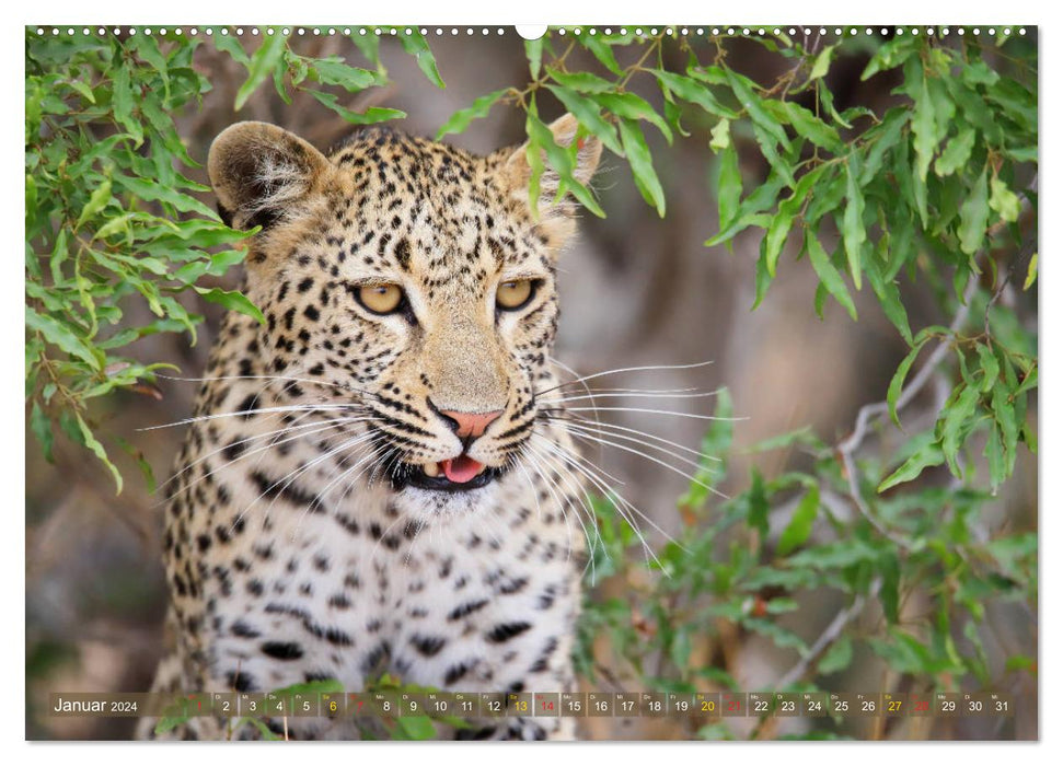 Lions et Léopards - Rencontres en Afrique (Calvendo Premium Wall Calendar 2024) 