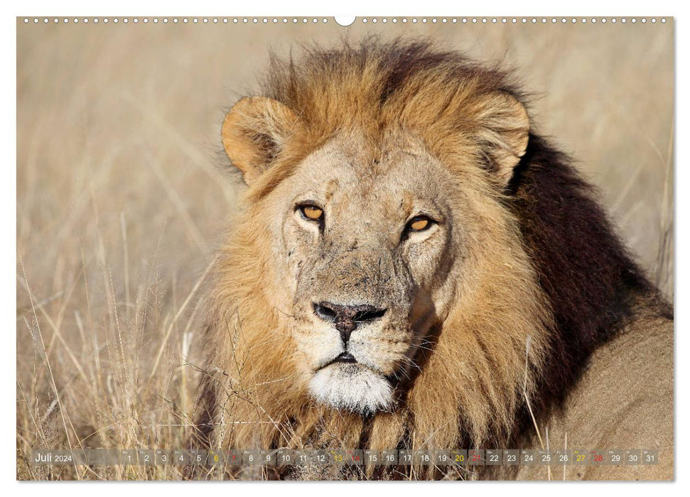 Löwen und Leoparden - Begegnungen in Afrika (CALVENDO Premium Wandkalender 2024)