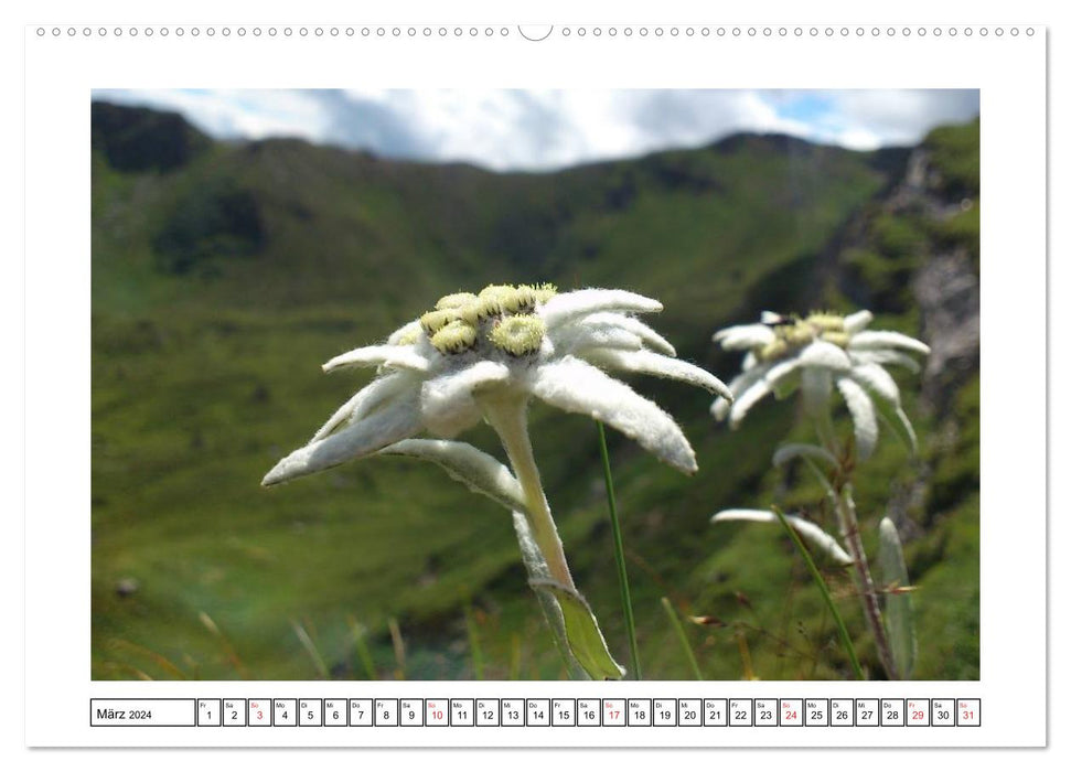 Alpenblumen. Bunte Welt in luftiger Höhe (CALVENDO Premium Wandkalender 2024)