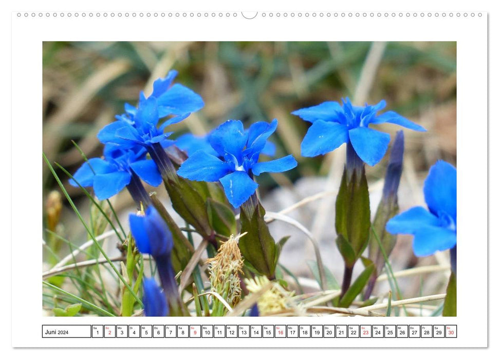 Alpenblumen. Bunte Welt in luftiger Höhe (CALVENDO Premium Wandkalender 2024)