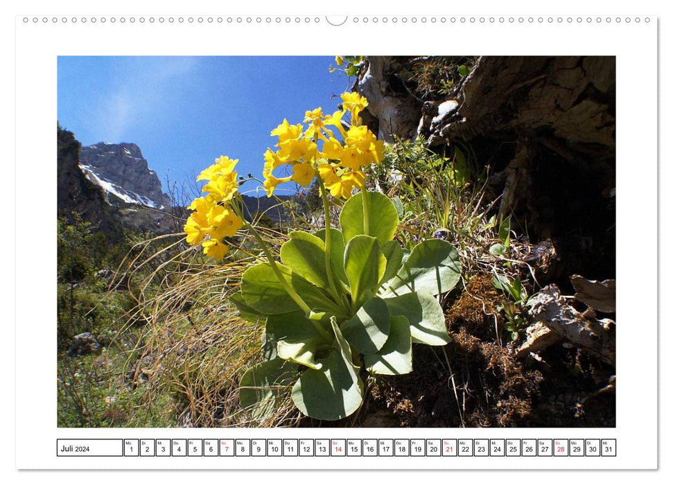 Fleurs alpines. Un monde coloré à de hautes hauteurs (Calendrier mural CALVENDO Premium 2024) 