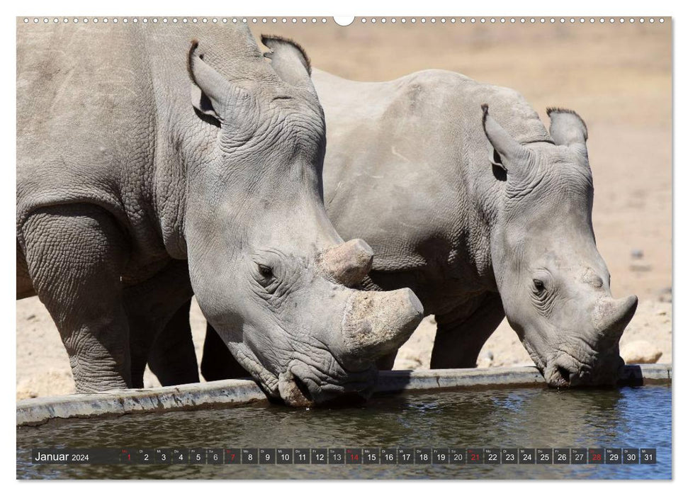 Rhinos - Rencontres en Afrique (Calvendo Premium Wall Calendar 2024) 