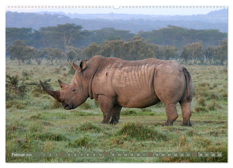 Rhinos - Rencontres en Afrique (Calvendo Premium Wall Calendar 2024) 