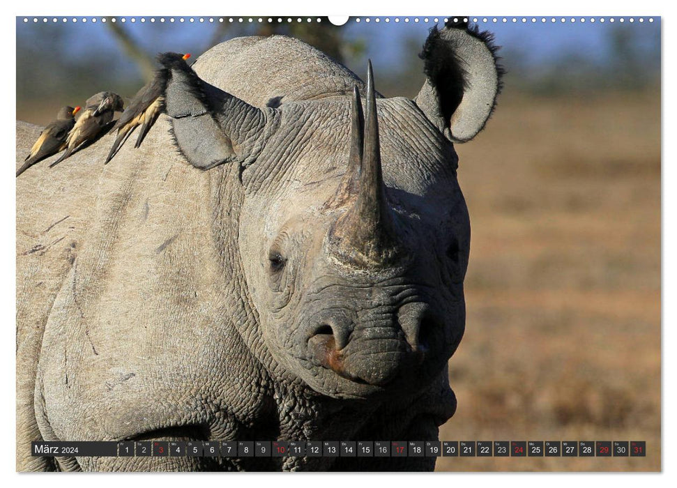 Rhinos - Rencontres en Afrique (Calvendo Premium Wall Calendar 2024) 