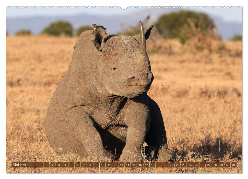 Rhinos - Rencontres en Afrique (Calvendo Premium Wall Calendar 2024) 